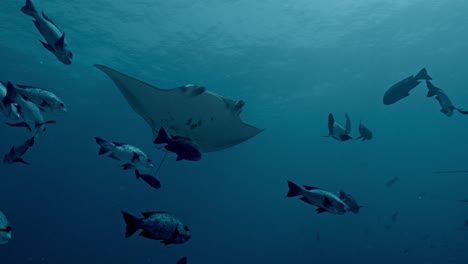 experience the awe-inspiring sight of giant manta rays gliding gracefully over a bustling cleaning station in rasdhoo atoll, maldives.