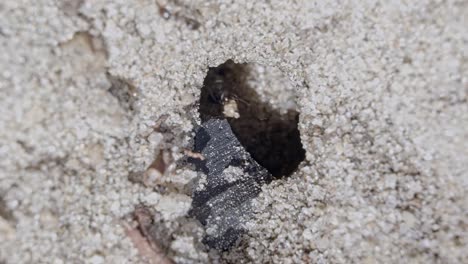 Close-up-macro-slow-motion-shot-of-a-small-ant-hill-hole-in-the-sand-of-a-small-garden-in-Brazil-with-black-worker-ants-walking-around-and-collecting-food-and-supplies-on-a-warm-sunny-summer-day