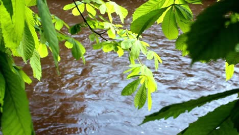 river in summer with leaves