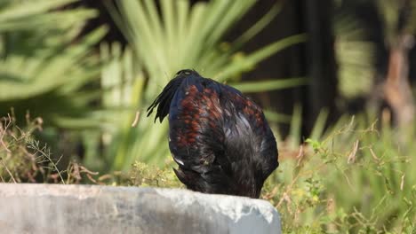 Two-Chicken-Birds-drink-water-