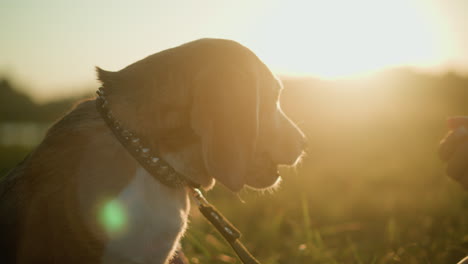 close-up of a dog on a leash gently feeding from an individual s hand in warm, golden sunlight, highlighting the bond between pet and owner, the dog s saliva glistens on the hand