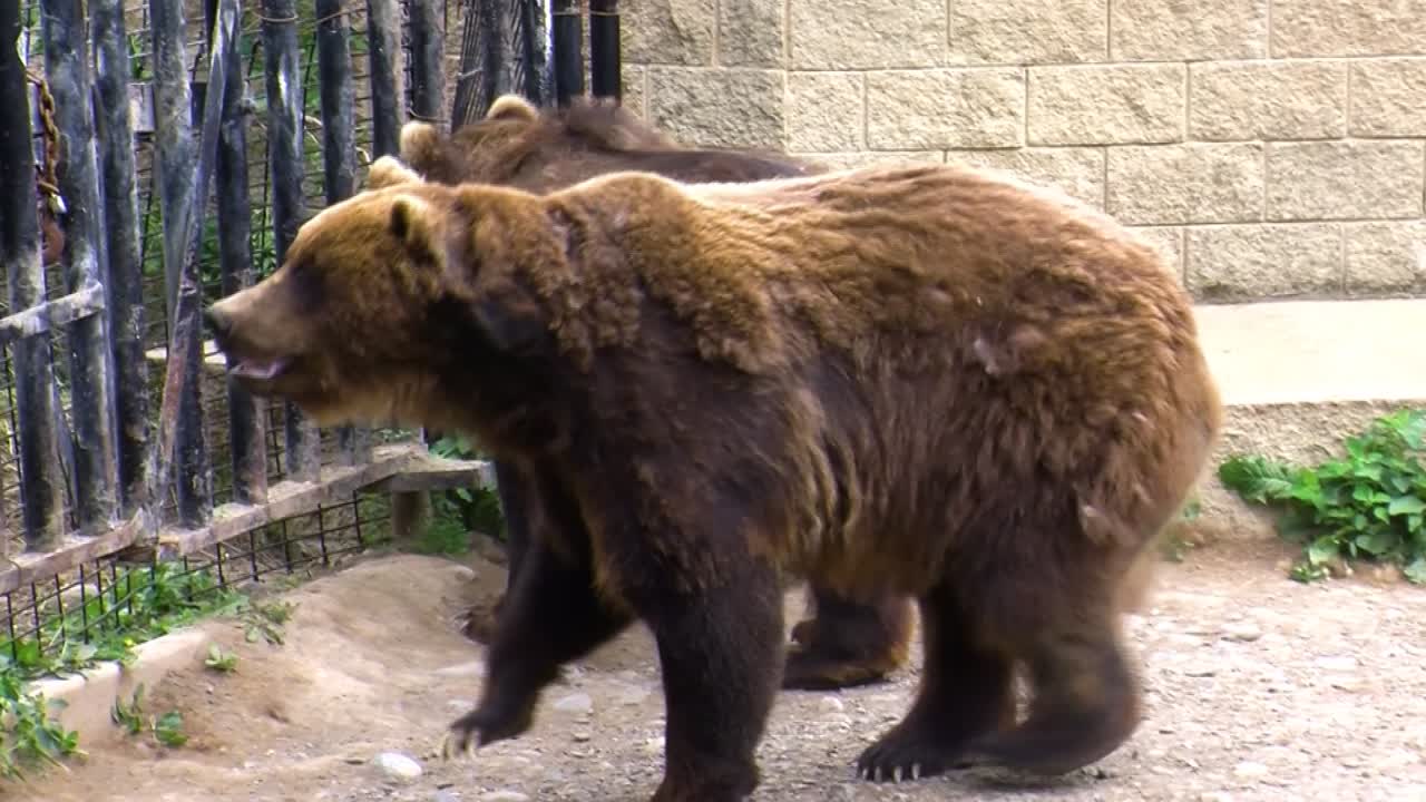감금된 알래스카 불곰