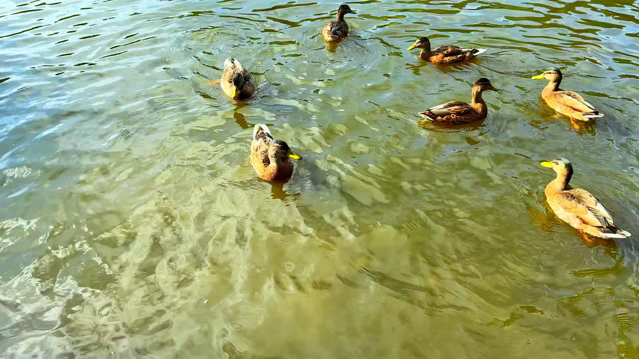 Anatre selvatiche nuotano su un lago trasparente. Anatre nuotano in uno stagno in estate. Anatre sul lago nuotano e mangiano pane. Alimentare le anatre selvatiche.