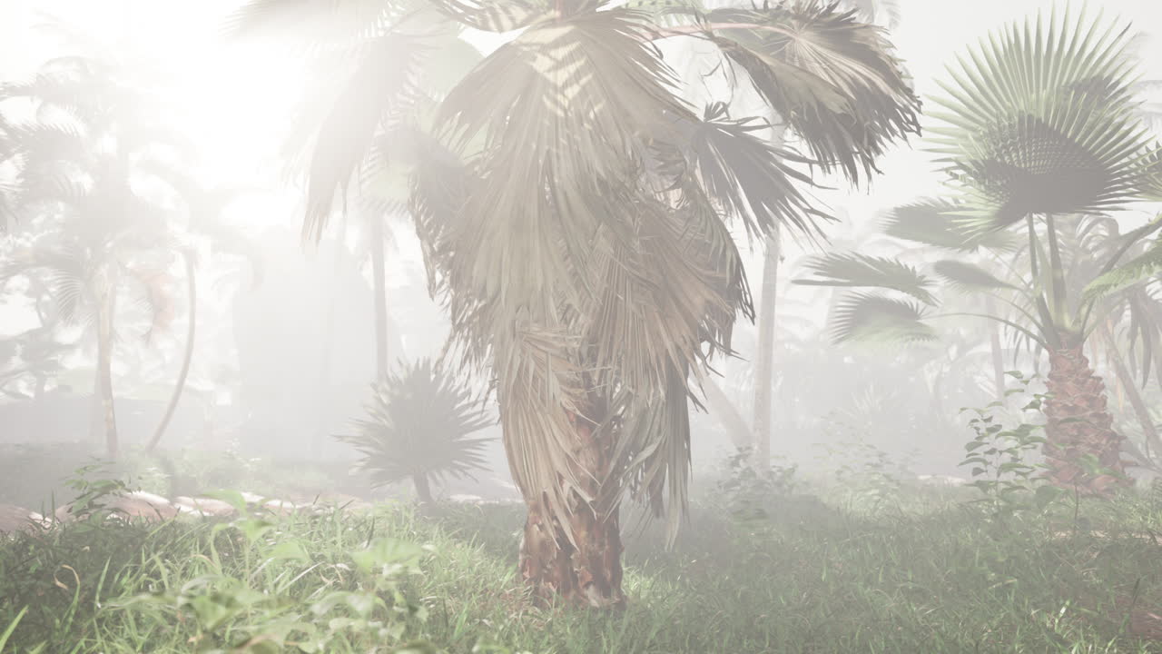 Foggy Tropical Forest with Palm Trees