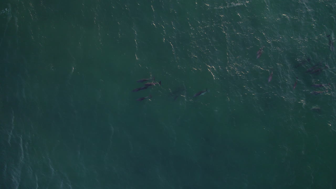 푸른 바다에서 함께 헤엄치는 일반적인 병코돌고래 무리의 조감도