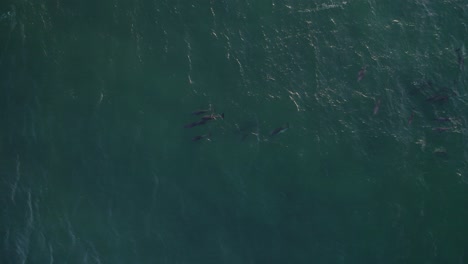 aerial view of group of common bottlenose dolphins swimming together in the blue sea