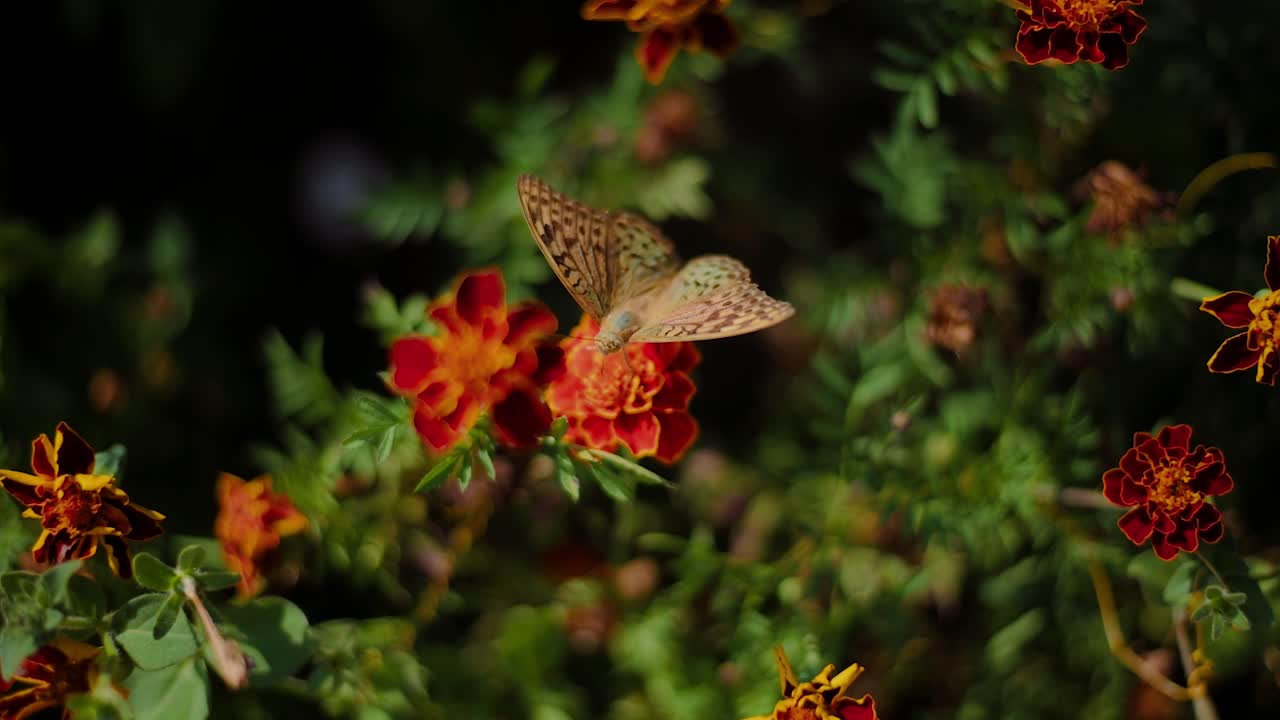 mariposa cardenal, delicadamente equilibrada en medio de un tapiz vibrante de flores en flor