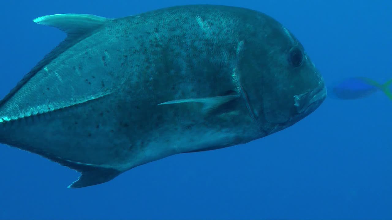 Giant Trevally passing close in front of the camera