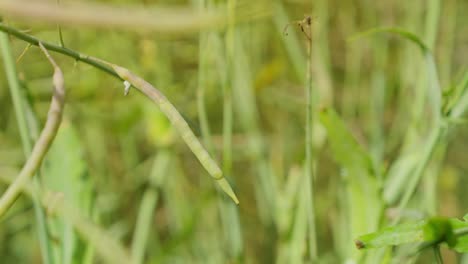 Cereal-field-with-green-cereal-stalks-and-morning-dew-close-up-bean