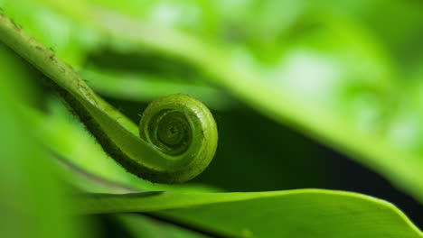 birds nest fern opening, vertical footage