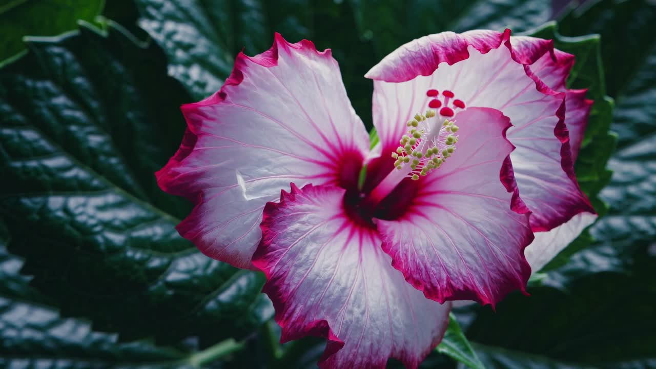 Primo piano video di un vivace fiore di ibisco con bordi rosa, ripreso dal basso