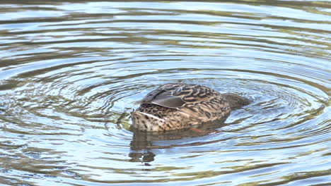 A-brown-duck-diving-on-the-peaceful-waters-of-a-lake-in-Leiria,-Portugal---Slow-motion