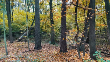 Walking-Around-In-The-Forest-With-Autumn-Leaves-Falling-At-Daytime---handheld-shot