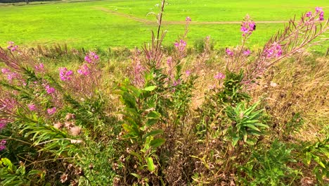 wildblumen schwanken auf einem grünen feld