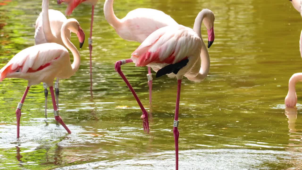 flamencos vadeando e interactuando en un estanque del parque