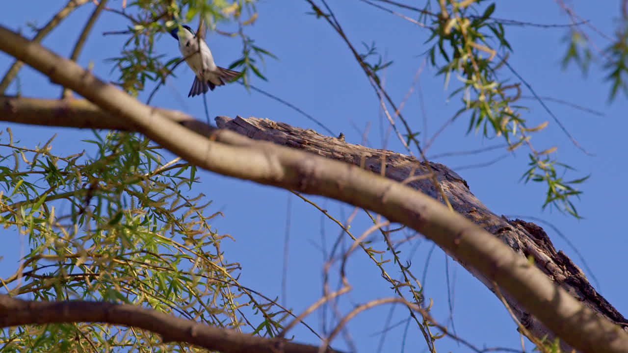 Birds in flight: purple martins court with stunning aerial maneuvers in slow motion.