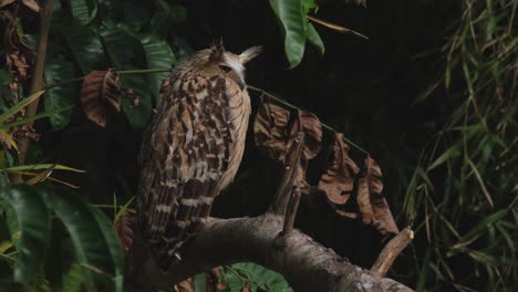 Looking-to-the-right-with-seriousness-as-the-camera-zooms-out-during-the-afternoon-before-dark,-Buffy-Fish-Owl-Ketupa-ketupu