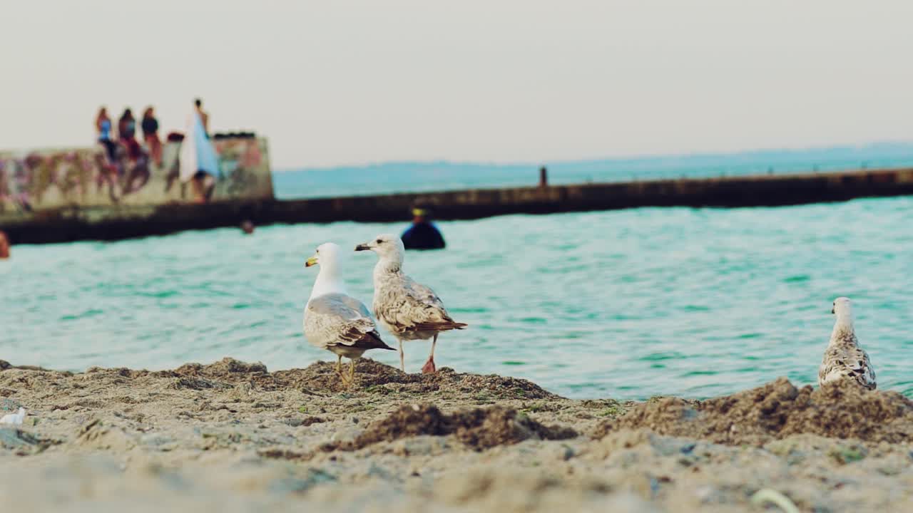 Seagulls on a sandy beach looking for food. Bird in shore