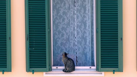 funny grey domestic cat sitting on the windowsill on background of white curtains and looking at the dark green window frames. cute pet resting outside, relax in the open air. shooting domestic animal from the street