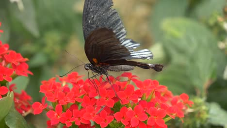 majestic male scarlet mormon butterfly working in red flower in wilderness - collecting nectar with legs during sunny day - macro close up