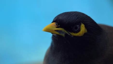 close-up of a blackbird