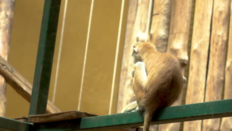 Primer-Plano-Del-Joven-Mono-Javan-Lutung-Flaco-Comiendo-En-El-área-Del-Zoológico