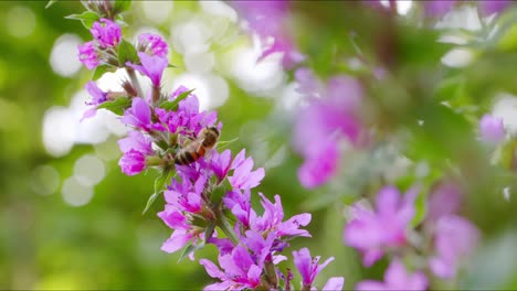 Abejas-Volando-Alrededor-De-La-Flor-De-La-Salicaria-Púrpura-En-El-Jardín-En-Primer-Plano-Con-Espacio-Para-Copiar