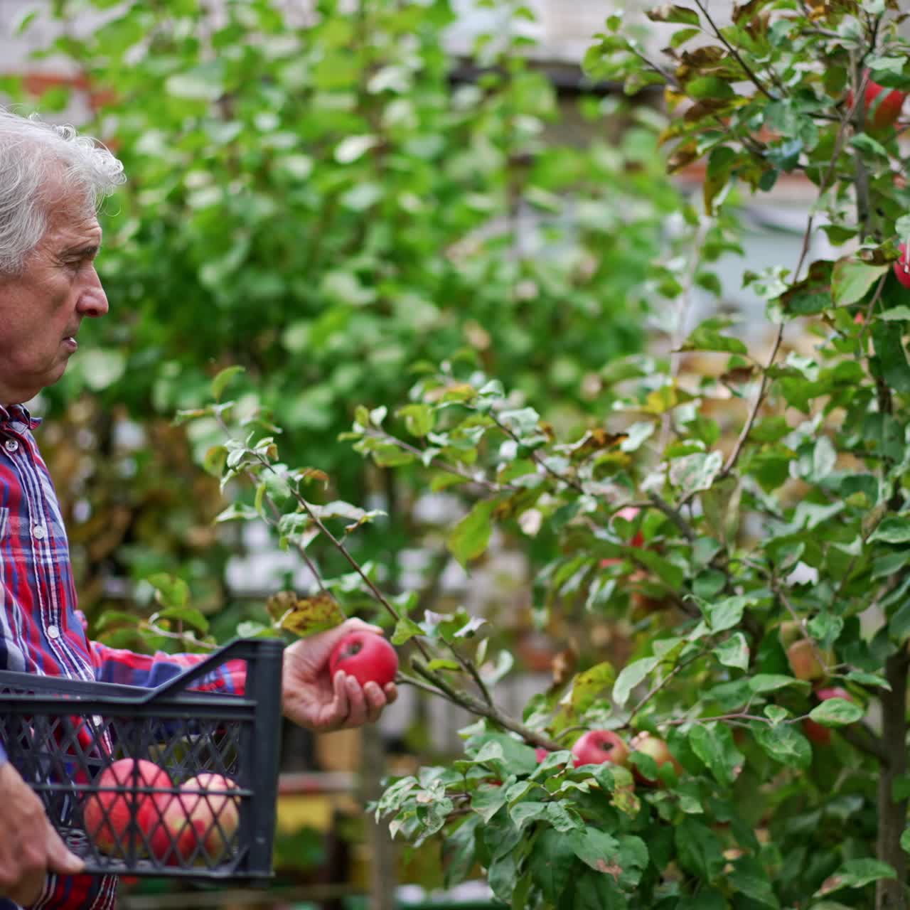 Adult farmer holding a box and picking red apples there. Old man gathering harvest in the garden his house