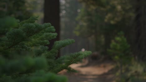 Pull-focus-shot-of-a-mountain-biker-riding-on-a-path-in-a-forest