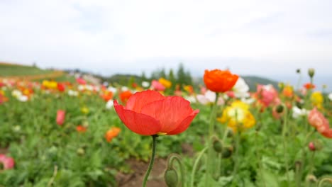 Jardín-Flores-De-Colores