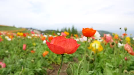 jardin flores coloridas