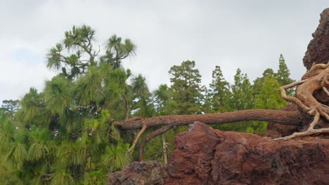 Panning-from-volcanic-rocks-to-lush-green-forest-in-Teide-National-Park