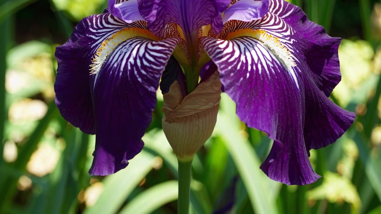 Close-up van een levendig paarse irisbloem in een tuin