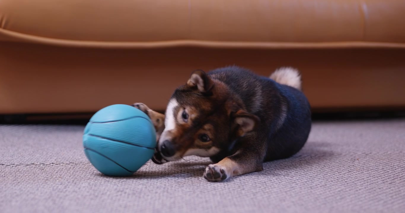 Black and tan Shiba Inu studies a large blue toy basketball between its front legs then lowers its head beside the ball while relaxing on a gray carpet near a beige sofa in quiet indoor play
