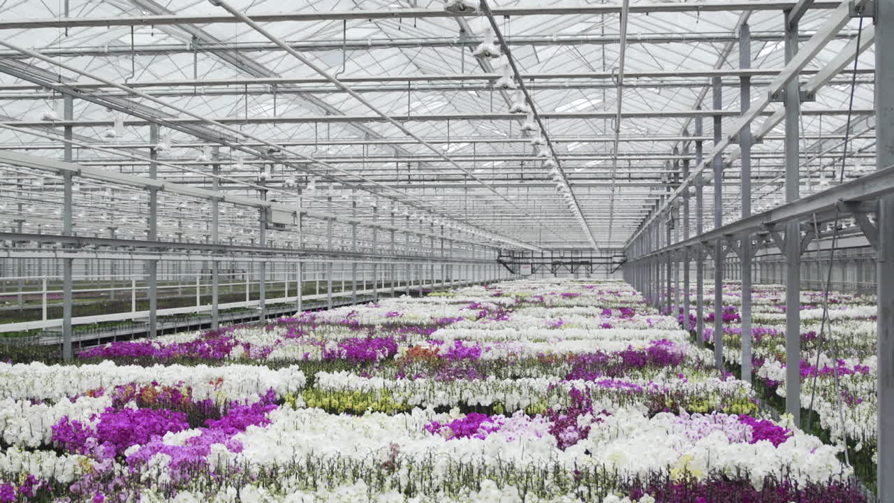 Different Types Of Orchids in a Glasshouse