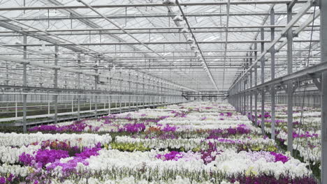 different types of orchids in a glasshouse
