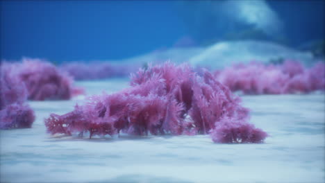 purple and pink soft corals and red sponges