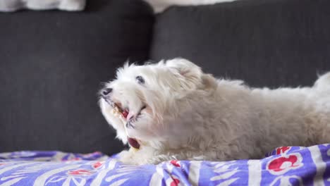 Dog-Lying-on-Couch-Chewing-Pet-Treat-indoor