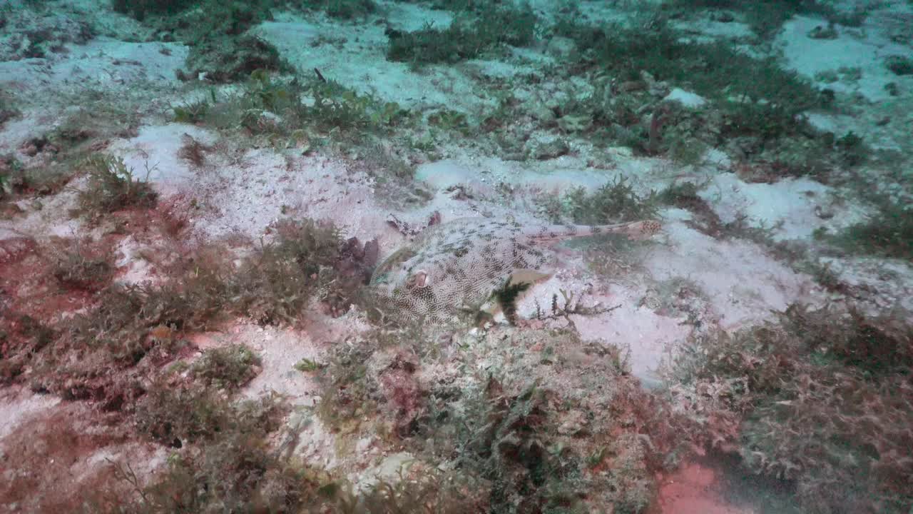 stingray buscando comida en el fondo del mar en el mar caribe