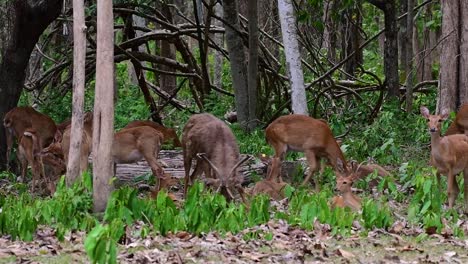 野生のシカは生息地の喪失と狩猟により絶滅危惧種に指定されている