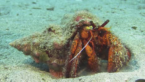 white-spotted hermit crab scanning sand for food, medium shot during daylight showing all body parts