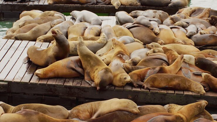 Dois leões-marinhos guardando muitos leões-marinhos fofos e amigáveis dormindo em câmera lenta no cais perto da água em um porto.
