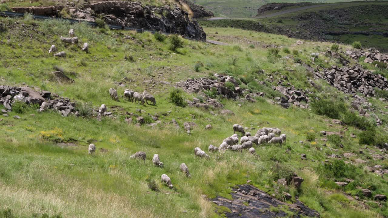 고속도로 옆 바위 언덕 초원에서 양 떼가 풀을 뜯고 있다