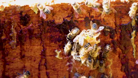 bee family builds a piece of honeycomb on the wall of an open beehive on a sunny day. apitherapy.