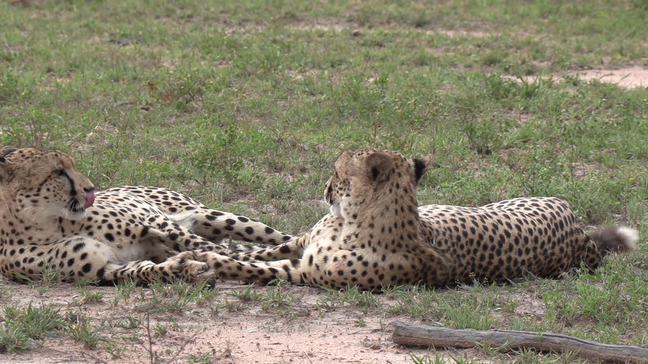 dos guepardos machos yacen en la hierba, se levantan y se alejan, vista de cerca