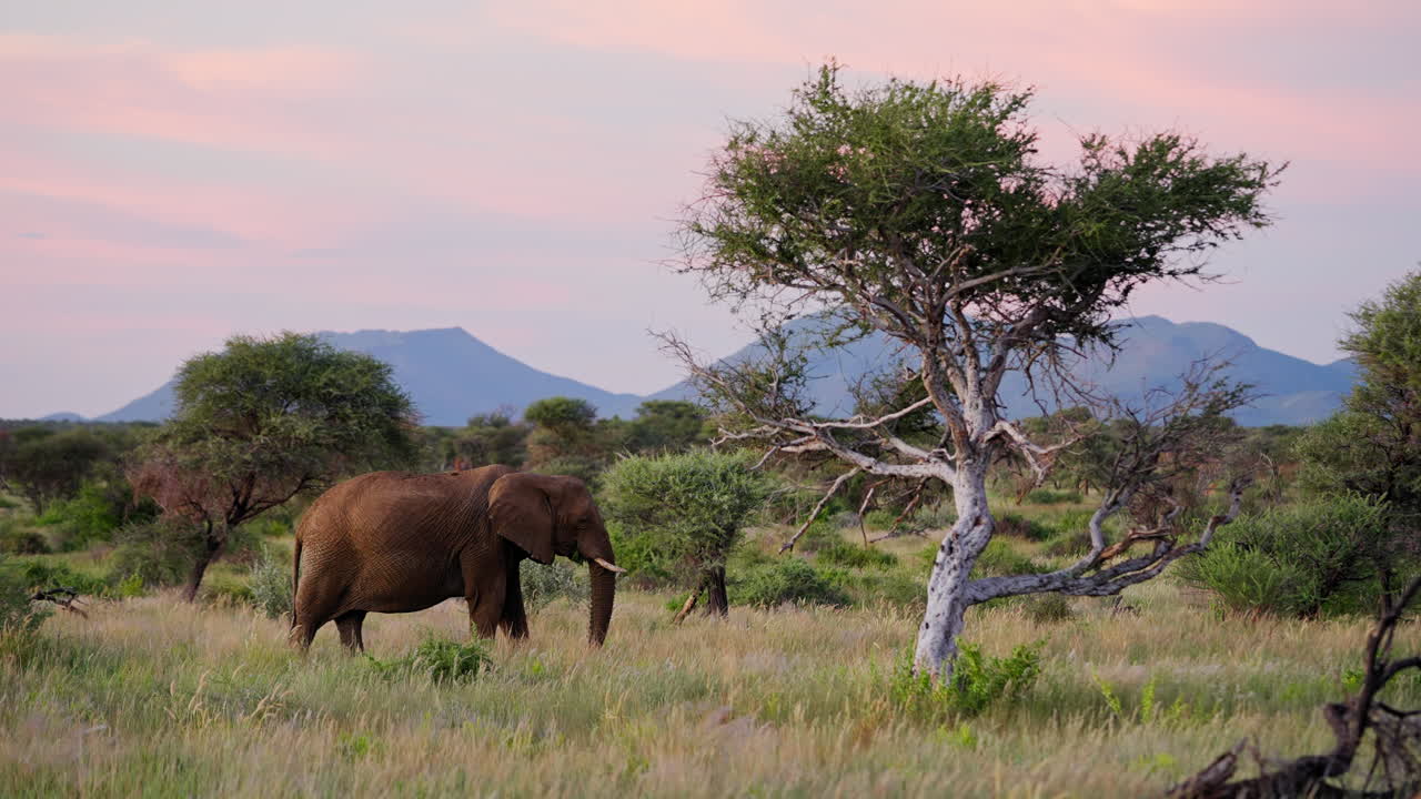 Elephant in the African Savanna at Sunset