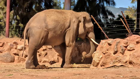 Close-up-shot-of-a-large-Indian-elephant-in-its-enclosure-in-a-nature-reserve