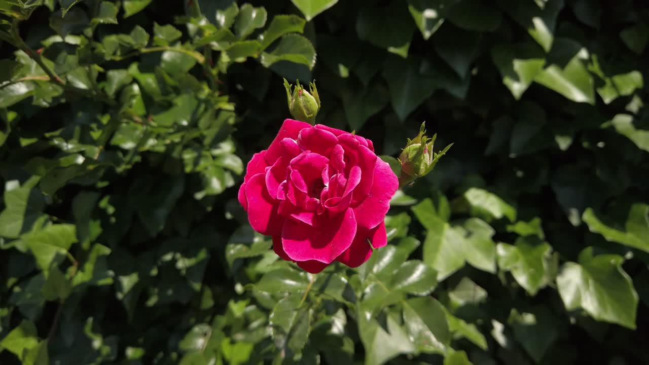 Et nærbillede af en klar rød rose og dens kronblade, der vokser på buske.