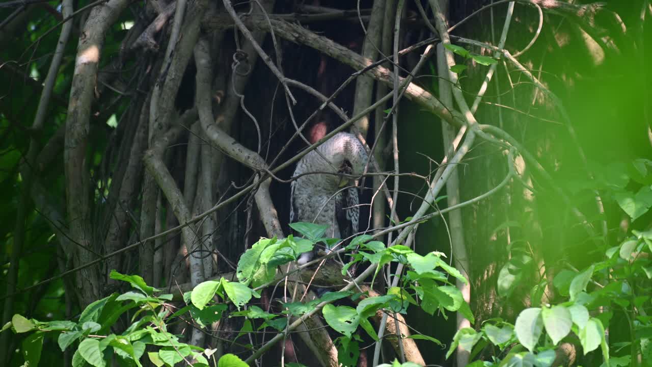 Looking down to its right and to the front as the wind blows in the forest, Spot-bellied Eagle-owl, Bubo nipalensis, Juvenile, Kaeng Krachan National Park, Thailand