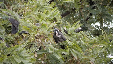 cacatúa carnaby